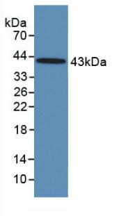 Follicle Stimulating Hormone (FSH) Monoclonal Antibody - image 2