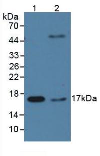 Western Blot; Sample: Human HepG2 cell lysate; ; Primary Ab: 2µg/ml Mouse Anti-Human CYPA Antibody; Second Ab: 0.2µg/mL HRP-Linked Caprine Anti-Mouse IgG Polyclonal Antibody;