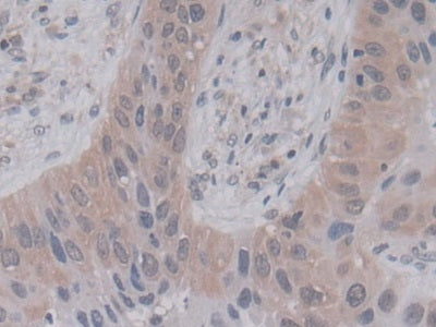 Cyclophilin A (CYPA) Monoclonal Antibody - image 5