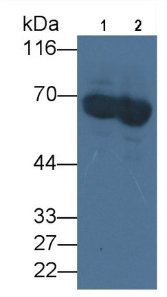 Albumin (ALB) Monoclonal Antibody - image 2