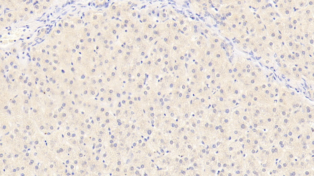 Albumin (ALB) Monoclonal Antibody - image 4