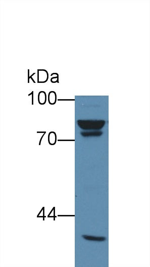 Western Blot; Sample: Rat Heart lysate; ; Primary Ab: 2µg/ml Mouse Anti-Human VIM Antibody; Second Ab: 0.2µg/mL HRP-Linked Caprine Anti-Mouse IgG Polyclonal Antibody;
