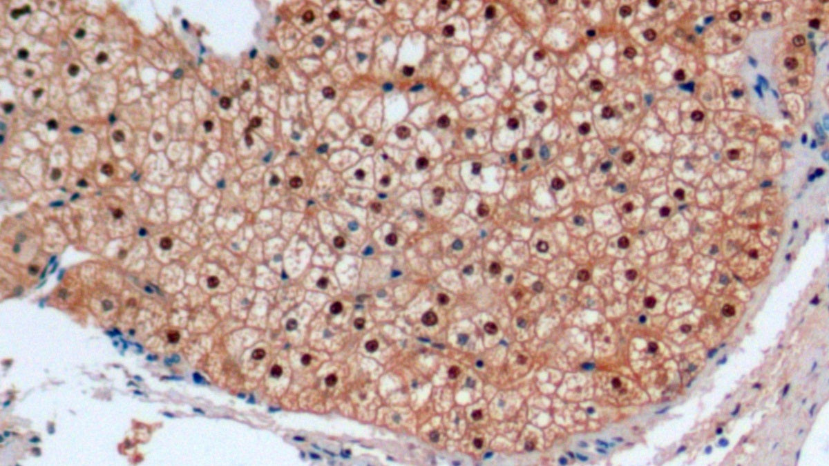 Arginase (ARG) Monoclonal Antibody - image 4