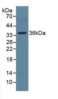 Western Blot; Sample: Human Liver lysate; ; Primary Ab: 2µg/ml Mouse Anti-Human ARG Antibody; Second Ab: 0.2µg/mL HRP-Linked Caprine Anti-Mouse IgG Polyclonal Antibody;