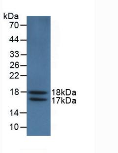 Vascular Endothelial Growth Factor 121 (VEGF121) Monoclonal Antibody - image 2
