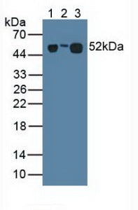 Western Blot; Sample: Recombinant LRG1, Human.