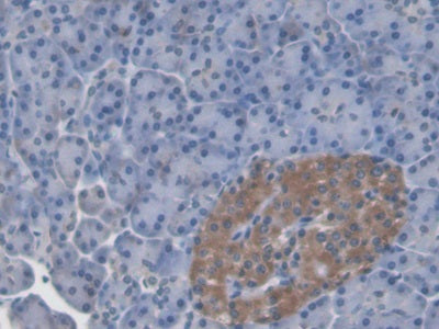 Leucine Rich Alpha-2-Glycoprotein 1 (LRG1) Monoclonal Antibody - image 4