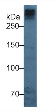Western Blot; Sample: Recombinant APOB, Human.