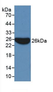 Apolipoprotein B (APOB) Monoclonal Antibody - image 3