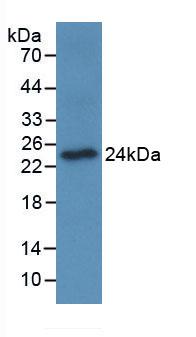 Osteoclast Associated Receptor (OSCAR) Monoclonal Antibody - image 2