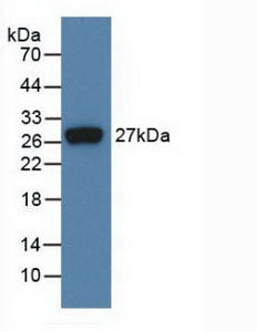 Fibroblast Growth Factor 21 (FGF21) Monoclonal Antibody - image 2