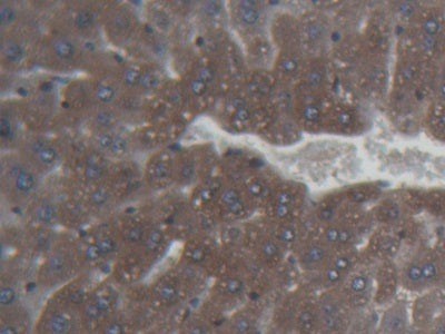 Ferritin, Heavy Polypeptide (FTH) Monoclonal Antibody - image 5