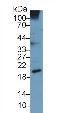 Western Blot; Sample: Recombinant UCN3, Human.