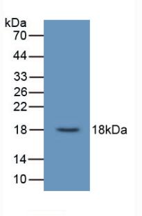 Urocortin 3 (UCN3) Monoclonal Antibody - image 3
