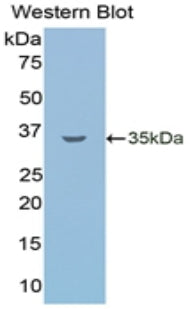 Western Blot; Sample: Human A549 cell lysate; ; Primary Ab: 5µg/ml Mouse Anti-Human LSR Antibody; Second Ab: 0.2µg/mL HRP-Linked Caprine Anti-Mouse IgG Polyclonal Antibody;