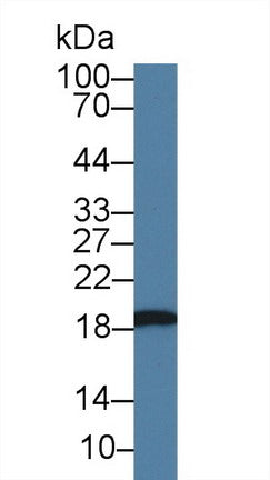 Western Blot; Sample: Recombinant HSPb6, Rat.