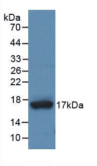 A Disintegrin And Metalloproteinase With Thrombospondin 4 (ADAMTS4) Monoclonal Antibody - image 2