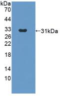 Angiopoietin 2 (ANGPT2) Polyclonal Antibody - image 2