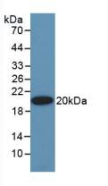 Erythropoietin (EPO) Polyclonal Antibody - image 2