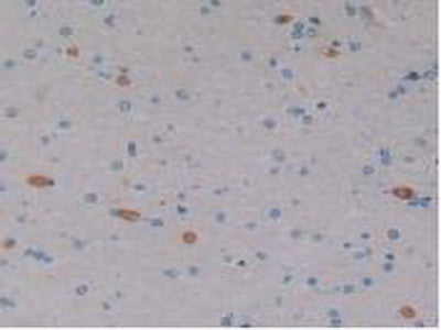 Erythropoietin (EPO) Polyclonal Antibody - image 4