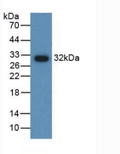 Western Blot; Sample: Gallus Testis lysate; ; Primary Ab: 3µg/ml Rabbit Anti-Gallus AMH Antibody; Second Ab: 0.2µg/mL HRP-Linked Caprine Anti-Rabbit IgG Polyclonal Antibody;
