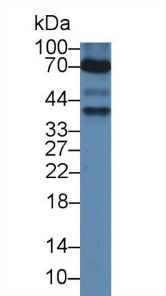 Anti-Mullerian Hormone (AMH) Polyclonal Antibody - image 3