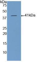 Brain Natriuretic Peptide (BNP) Polyclonal Antibody - image 2