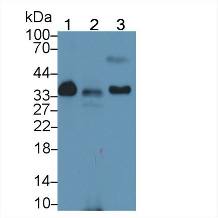 DAB staining on IHC-P; Samples: Porcine Kidney Tissue; Primary Ab: 20µg/ml Rabbit Anti-Porcine APOE Antibody Second Ab: 2µg/mL HRP-Linked Caprine Anti-Rabbit IgG Polyclonal Antibody