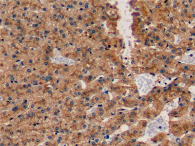 Apolipoprotein E (APOE) Polyclonal Antibody - image 5