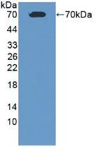 Albumin (ALB) Polyclonal Antibody - image 2