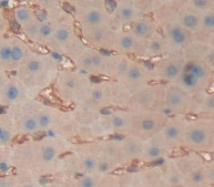 Albumin (ALB) Polyclonal Antibody - image 3