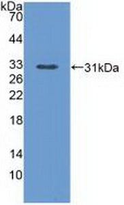 Phospholipase C Epsilon 1 (PLCe1) Polyclonal Antibody - image 2