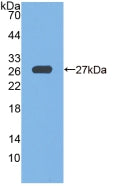 Glutathione Peroxidase 6, Olfactory (GPX6) Polyclonal Antibody - image 2