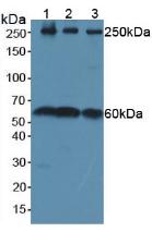 Western Blot; Sample: Lane1: Porcine Cerebrum lysate; Lane2: Rat Cerebrum lysate; Lane3: Bovine Cerebrum lysate; Lane4: Hela cell lysate; Primary Ab: 0.2µg/ml Rabbit Anti-Human PTEN Antibody; Second Ab: 0.2µg/mL HRP-Linked Caprine Anti-Rabbit IgG Polyclonal Antibody;