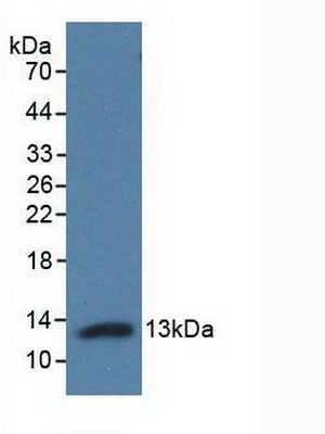 Adropin (AD) Polyclonal Antibody - image 2