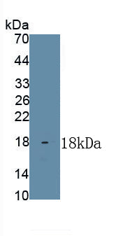 Histone (H) Polyclonal Antibody - image 2