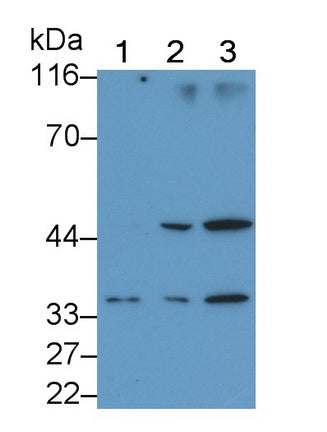 Interleukin 1 Beta (IL1b) Monoclonal Antibody - image 2