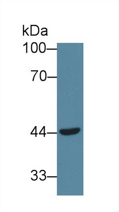 Von Willebrand Factor (vWF) Monoclonal Antibody - image 2