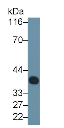 Clusterin (CLU) Monoclonal Antibody - image 2
