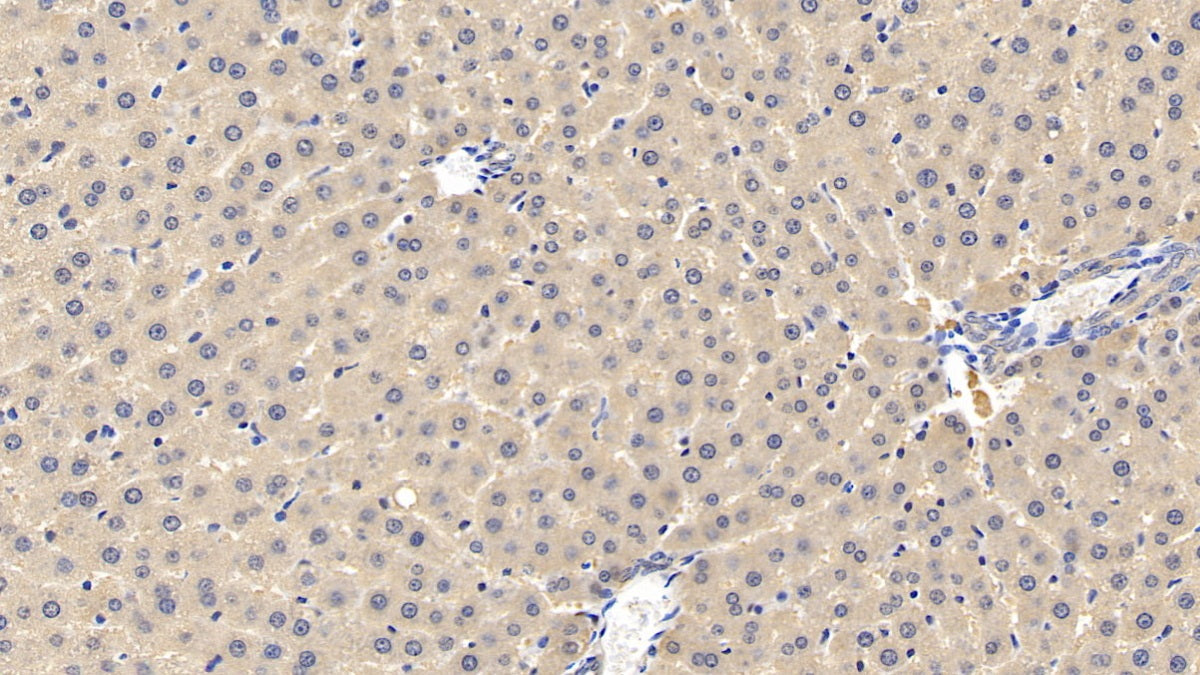 DAB staining on IHC-P; Samples: Rat Pancreas Tissue; Primary Ab: 20µg/ml Mouse Anti-Rat IGFBP5 Antibody Second Ab: 2µg/mL HRP-Linked Caprine Anti-Mouse IgG Polyclonal Antibody
