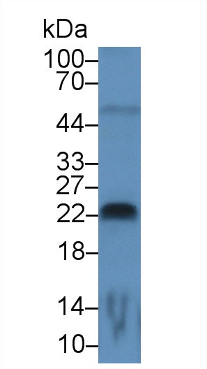 Fibroblast Growth Factor 13 (FGF13) Monoclonal Antibody - image 2