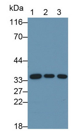 Annexin A4 (ANXA4) Monoclonal Antibody - image 2