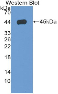 Annexin A1 (ANXA1) Monoclonal Antibody - image 2