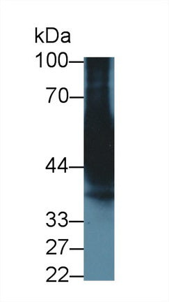 Cytochrome P450 3A7 (CYP3A7) Monoclonal Antibody - image 2