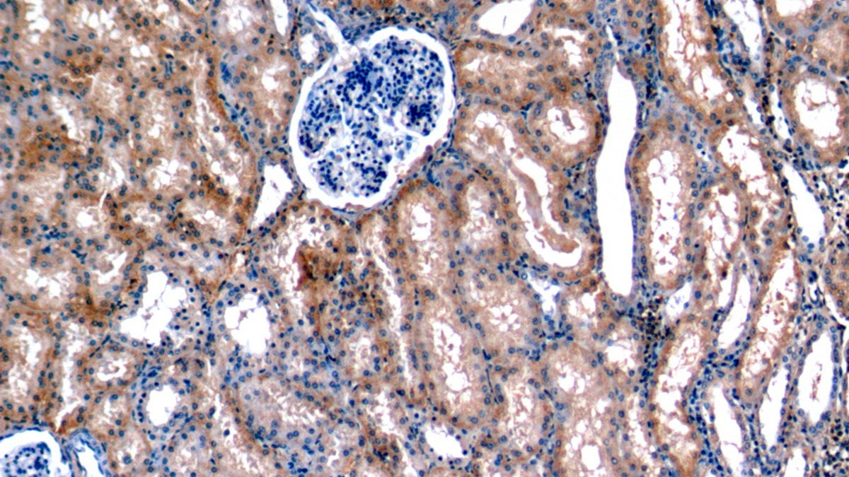 Amiloride Binding Protein 1 (ABP1) Polyclonal Antibody - image 2