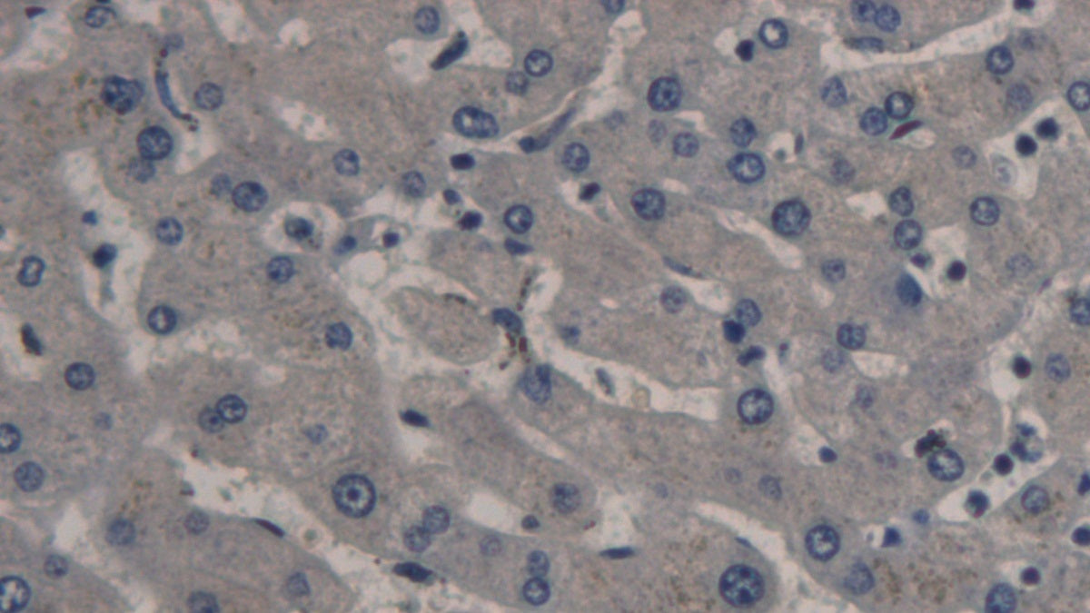 DAB staining on IHC-P; Samples: Human Pancreas Tissue;  Primary Ab: 30µg/ml Mouse Anti-Human PCT Antibody Second Ab: 2µg/mL HRP-Linked Caprine Anti-Mouse IgG Polyclonal Antibody