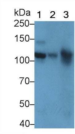 Vascular Cell Adhesion Molecule 1 (VCAM1) Polyclonal Antibody - image 2