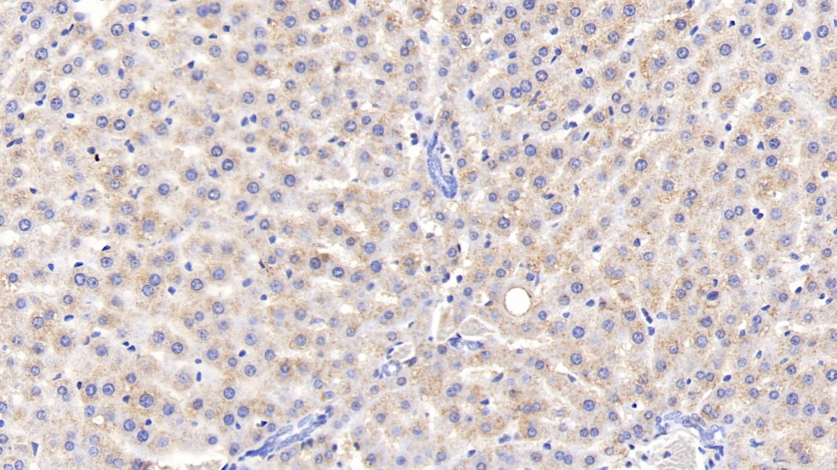 Vascular Cell Adhesion Molecule 1 (VCAM1) Polyclonal Antibody - image 4