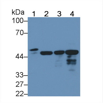 Annexin A13 (ANXA13) Polyclonal Antibody - image 2
