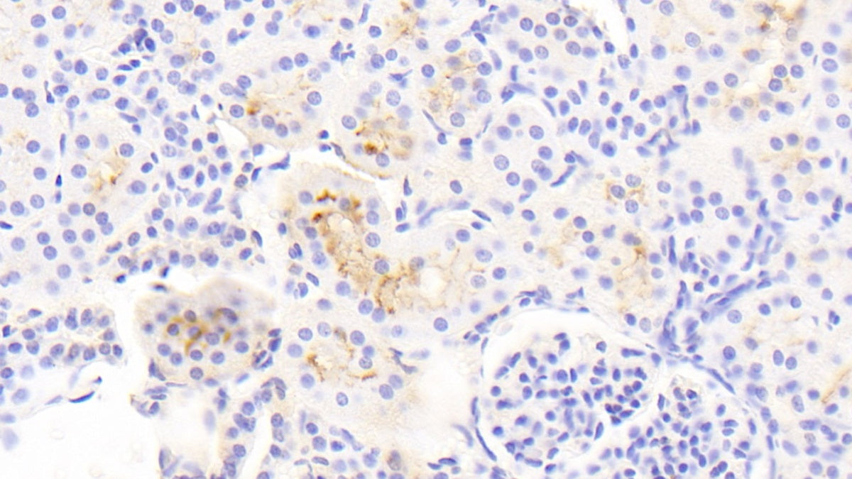 Annexin A13 (ANXA13) Polyclonal Antibody - image 4